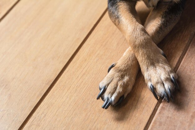 Zdjęcie wysoki kąt widoku psa odpoczywającego na drewnianej podłodze