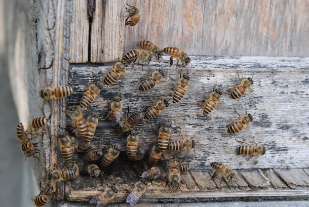Zdjęcie wysoki kąt widoku pszczół na drewnie