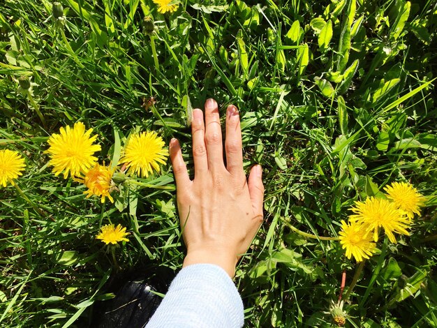 Zdjęcie wysoki kąt widoku ręki kobiety na kwitnących roślinach