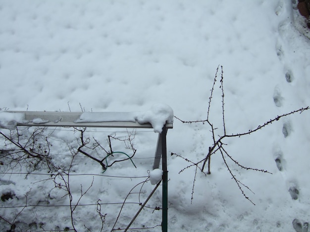 Zdjęcie wysoki kąt widoku roślin na pokrytym śniegiem polu zimą