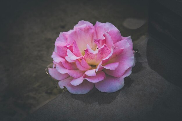 Zdjęcie wysoki kąt widoku różowego kwiatu róży
