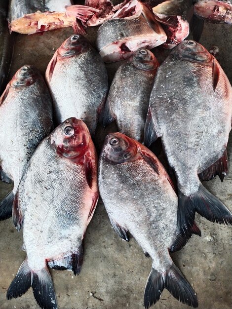 Zdjęcie wysoki kąt widoku ryb na sprzedaż na rynku