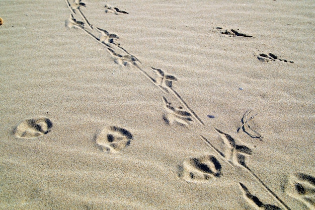 Zdjęcie wysoki kąt widoku śladów stóp na plaży