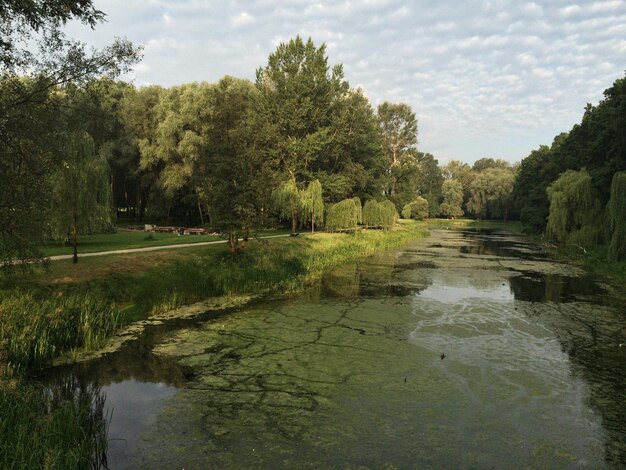 Zdjęcie wysoki kąt widoku stawu w środku parku