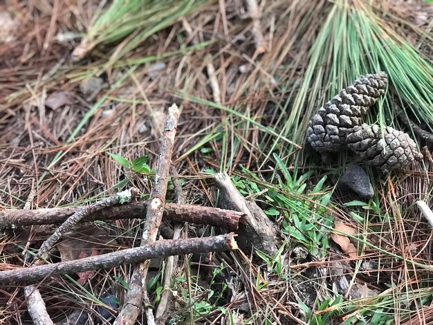 Wysoki Kąt Widoku Stożka Sosny Na Polu