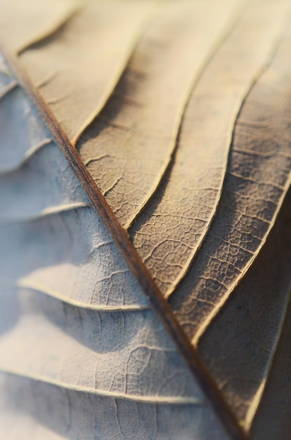 Zdjęcie wysoki kąt widoku suchego liścia na drewnie