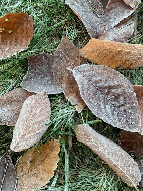 Zdjęcie wysoki kąt widoku suchych liści na pokrytej śniegiem ziemi