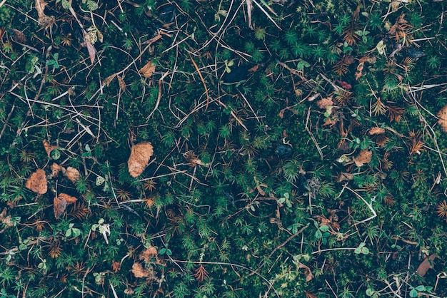 Zdjęcie wysoki kąt widoku suchych liści na polu