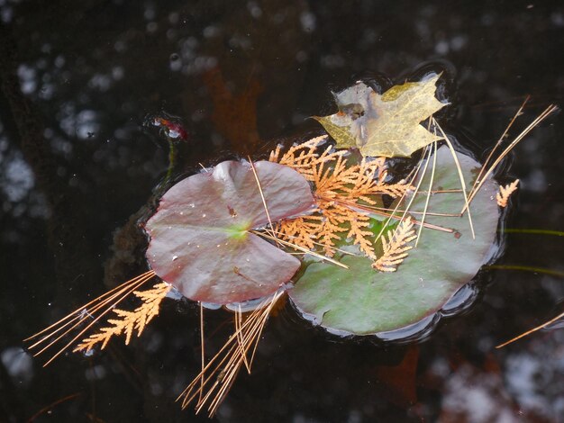 Zdjęcie wysoki kąt widoku suchych liści na wodzie