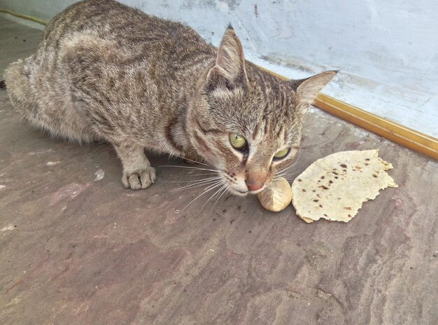 Zdjęcie wysoki kąt widoku tabby jedzącego jedzenie