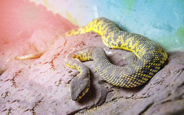 Wysoki kąt widoku węża na skale w zoo