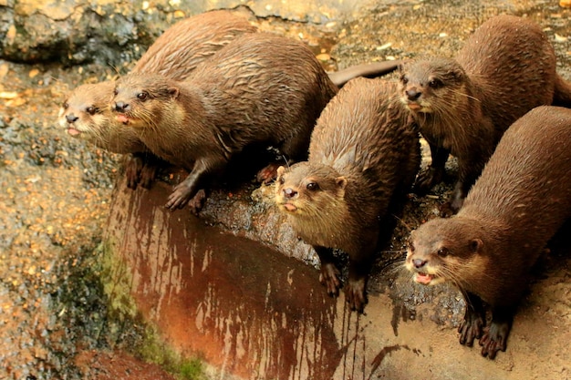 Zdjęcie wysoki kąt widoku wydr w zoo