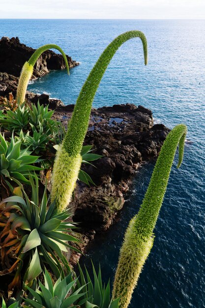 Zdjęcie wysoki kąt widoku zielonych roślin z morza