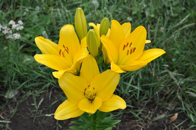 Zdjęcie wysoki kąt widoku żółtych kwiatów krokusów na polu