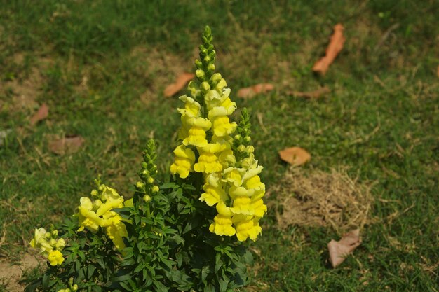 Zdjęcie wysoki kąt widoku żółtych roślin kwitnących na polu
