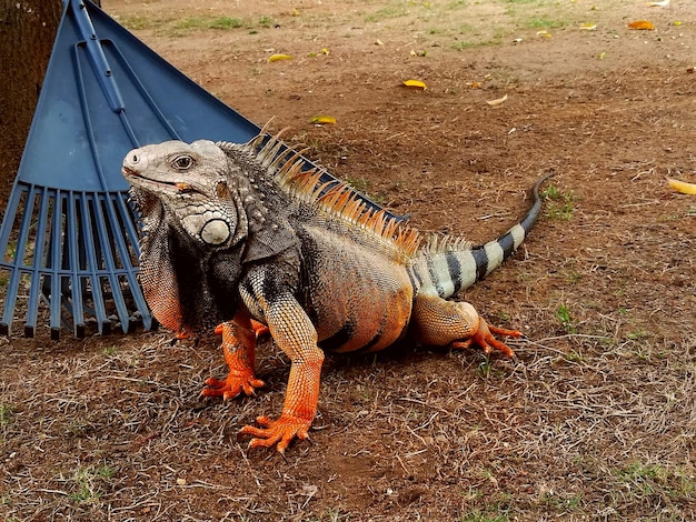 Wysoki kąt widoku żółwia w zoo