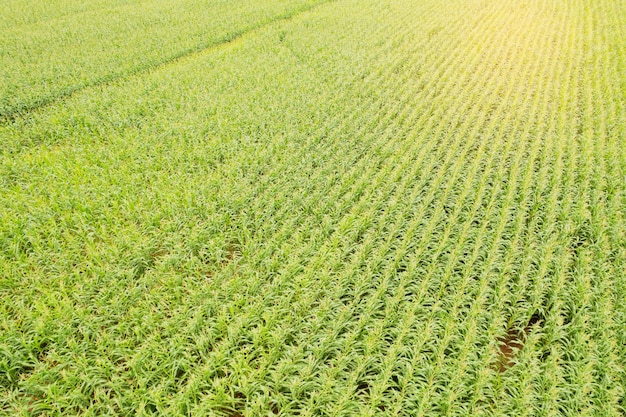 Wysoki kąt widzenia farmy rosną rośliny ładny krajobraz