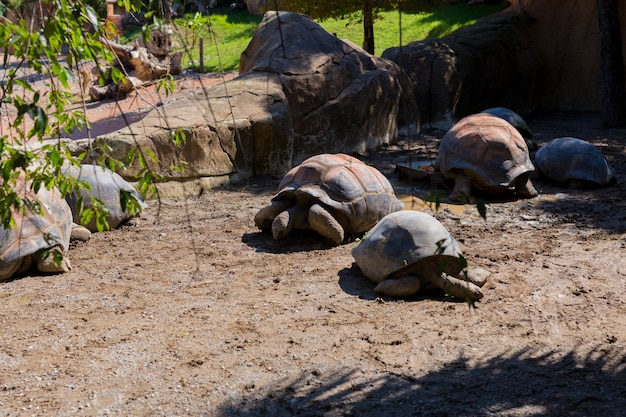 Zdjęcie wysoki kąt widzenia gigantyczne żółwie na polu w zoo. czas letni