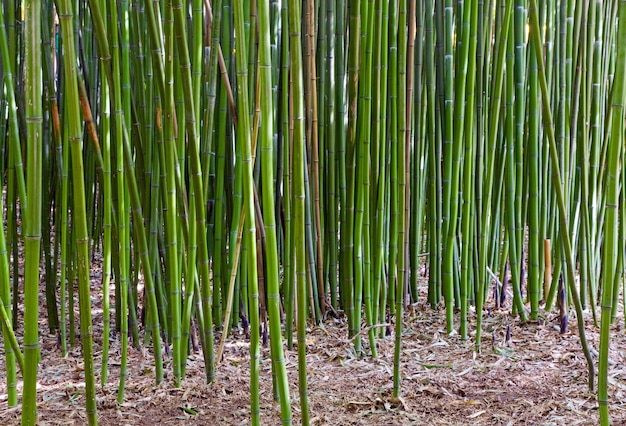 Zdjęcie wysoki zielony pień bambusa 