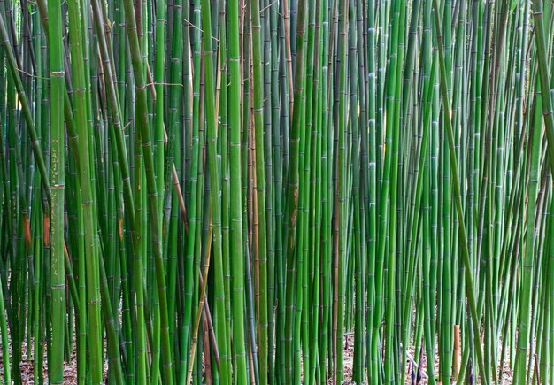 Wysoki zielony pień bambusa "Phyllostachys viridi Glaucesens"