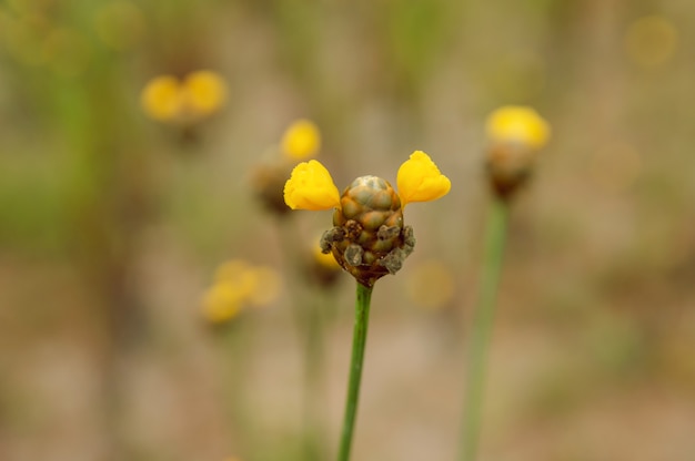 Wysoki żółto-eyed Grass Flower. Xyridaceae.