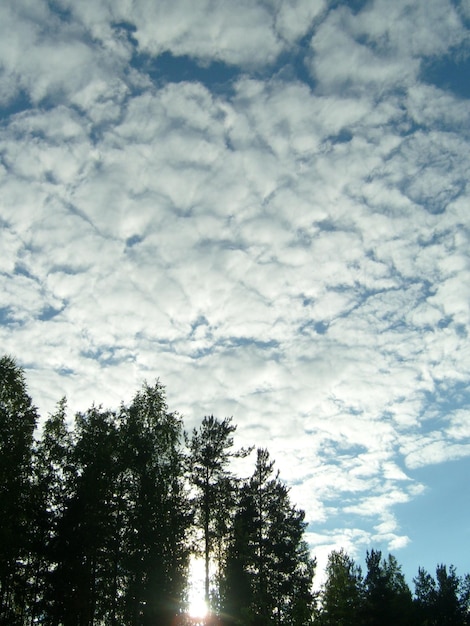 Wysokie cumulusy i chmury Cirrocumulus Zachód słońca Malowniczy krajobraz leśnego nieba i chmur Karelia Rosja