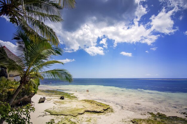 Zdjęcie wysokie drzewa kokosowe na tle pięknej plaży ocean indyjski piękne tropikalne wybrzeże mombasa w kenii