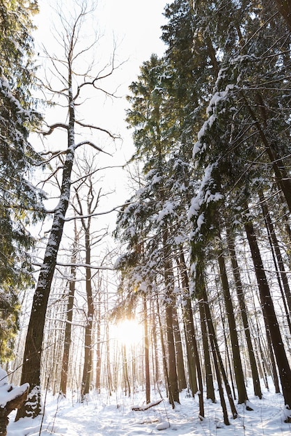 Wysokie drzewa świerków i sosen w lesie Sezon zimowy z obfitym śniegiem