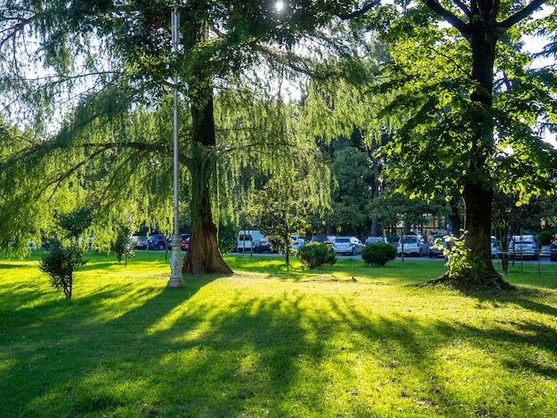 Wysokie drzewa w parku oświetlone zachodzącym słońcem Park przy zachodzie słońca Miłe spokojne miejsce