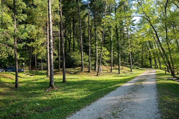 Wysokie Drzewa W Parku Wczesną Jesienią