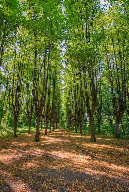 Wysokie drzewa z rzędu tworzące aleję w lesie