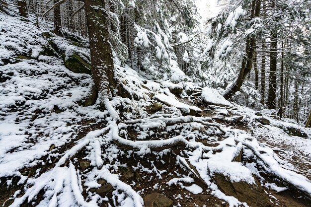 Wysokie, gęste stare świerki rosną na ośnieżonym stoku w górach w pochmurny zimowy mglisty dzień. Koncepcja piękna zimowego lasu i obszarów chronionych