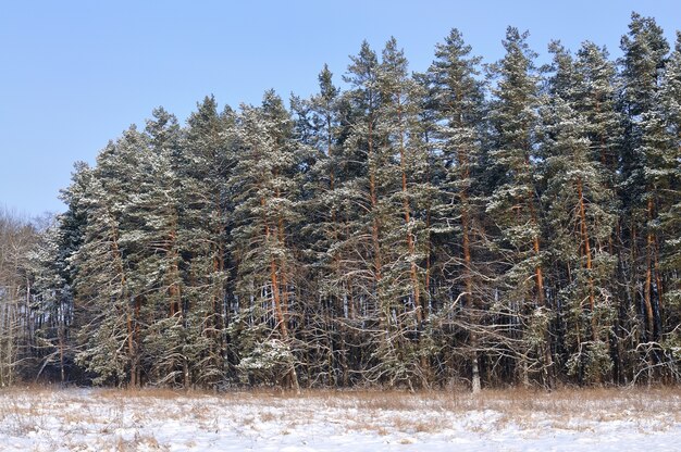 Wysokie, gładkie, ośnieżone sosny stoją na skraju lasu w zimowy dzień na scenie błękitnego nieba