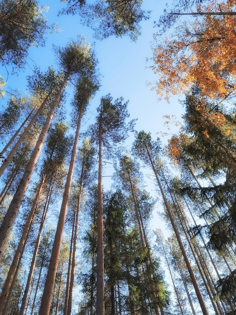 Wysokie, gładkie sosny w lesie jesienią. Karelia, Rosja.