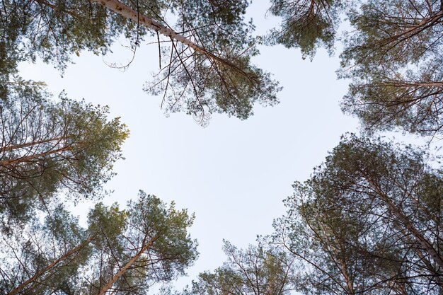 Wysokie jodły pędzą do nieba w lesie, rysując kształt serca