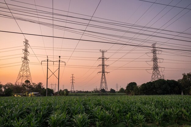 Wysokie napięcie słupów elektrycznych z przewodem elektrycznym na polu kukurydzy na wsi wieczorem