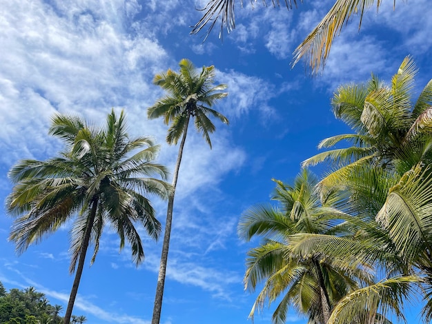 Wysokie palmy na plażach w Itacare Bahia na szlaku 4 plaż