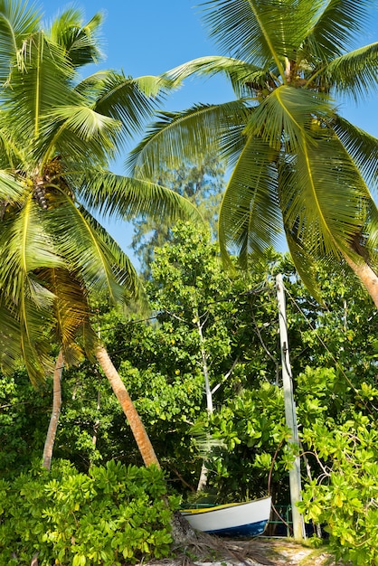 Wysokie palmy na tropikalnej plaży na wyspie Mahe na Seszelach