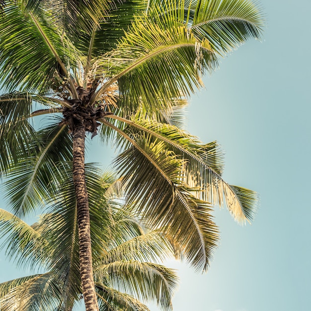 Wysokie palmy na tropikalnej plaży na wyspie Mahe na Seszelach.