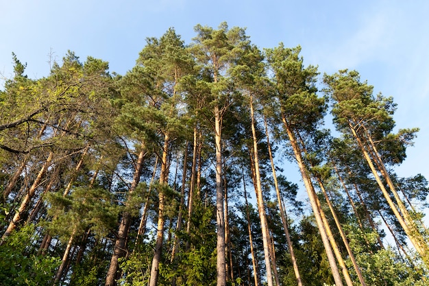 Wysokie, piękne młode sosny są fotografowane od dołu na tle błękitnego nieba w lecie