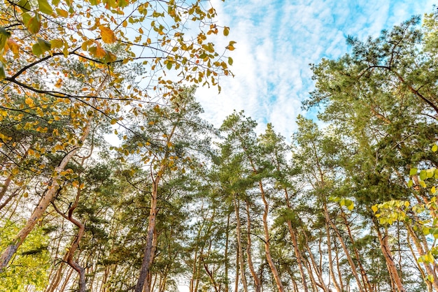 Wysokie Piękne Pnie Sosen W Lesie Jesienią Na Tle Jasnego Błękitnego Nieba. Jesienny Czas