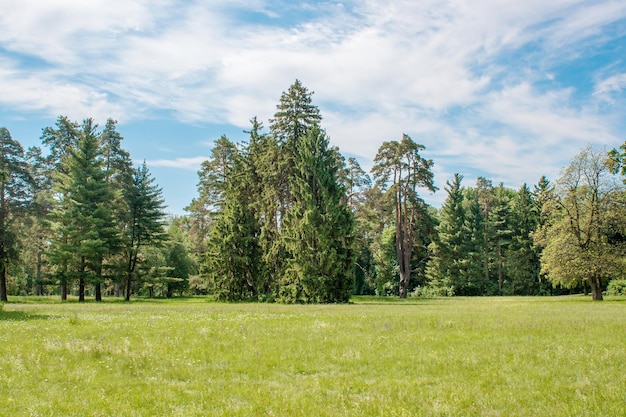 Wysokie sosny na polanie w arboretum