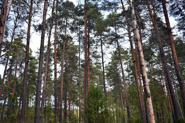 Wysokie sosny w letnim lesie