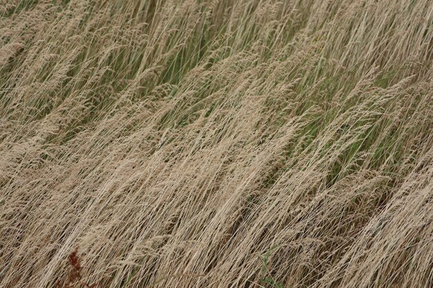 Zdjęcie wysokie uszy suchej trawy z nasionami trawy na końcu górnej zgiętej w letnim wietrze