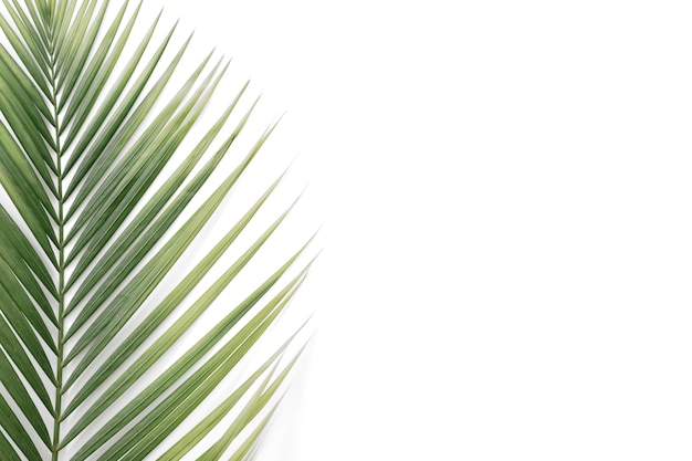 Wysokiego kąta widok tropikalni palma liście odizolowywający na białym tle