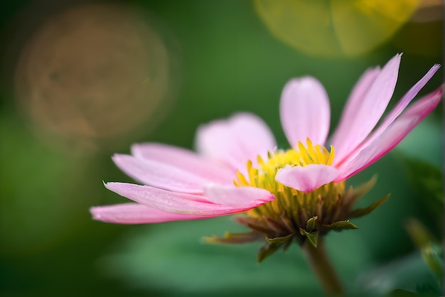 Wysokiej jakości fotografia szczegółowego bokeh kwiatów