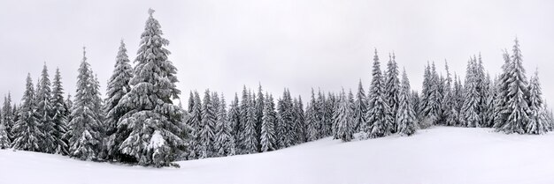 Wysokiej jakości zdjęcie panoramiczne zimowego krajobrazu