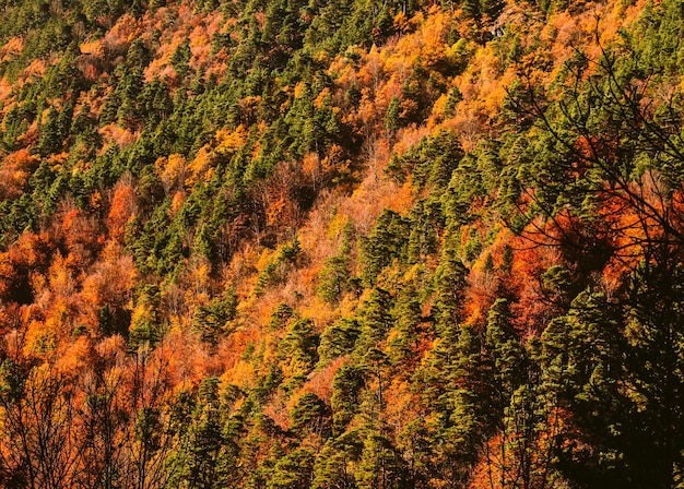 Wysokogórski las w środku jesieni z czerwono-żółtymi kolorami. Znajduje się w Pirenejach w listopadzie.