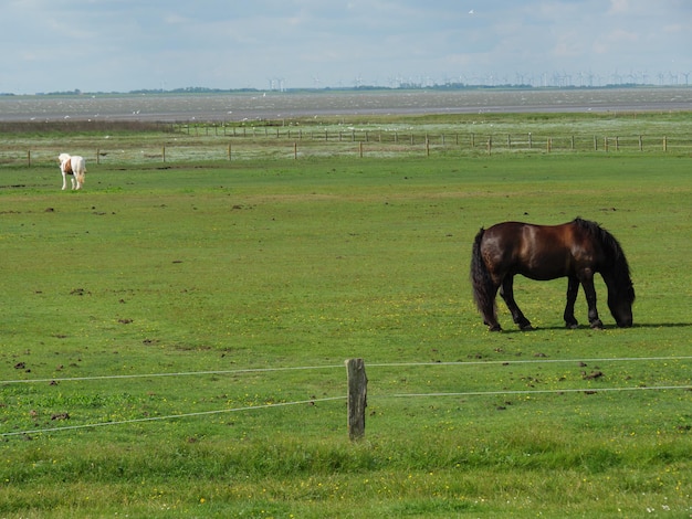 Wyspa Baltrum