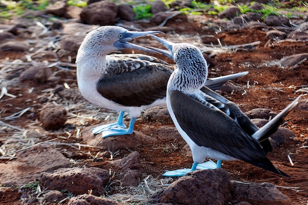 Zdjęcie wyspa galapagos